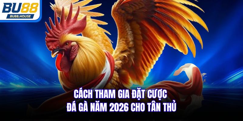Cách tham gia đặt cược đá gà năm 2026 cho tân thủ