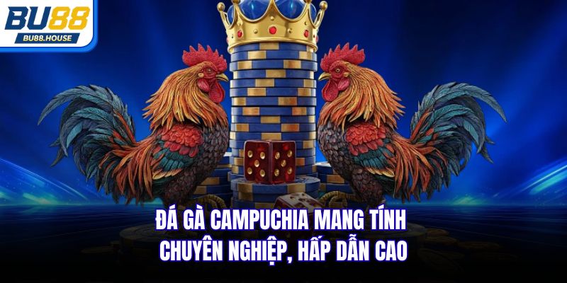 Đá gà Campuchia mang tính chuyên nghiệp, hấp dẫn cao