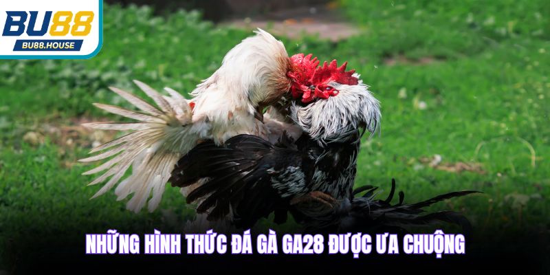 Những hình thức đá gà GA28 được ưa chuộng