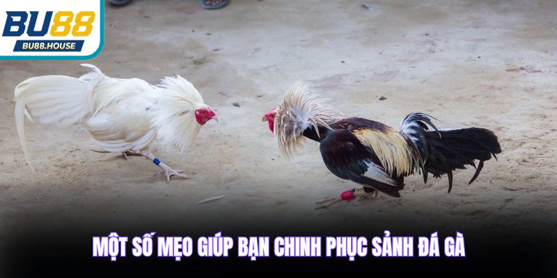 Một số mẹo giúp bạn chinh phục sảnh đá gà