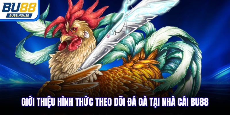 Giới thiệu hình thức theo dõi đá gà tại nhà cái BU88
