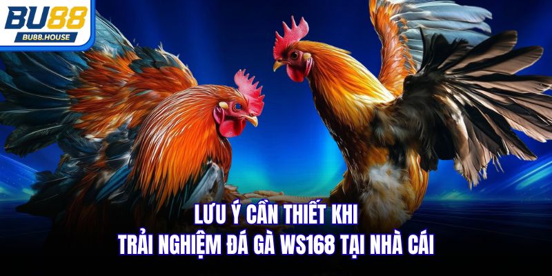Lưu ý cần thiết khi trải nghiệm đá gà WS168 tại nhà cái