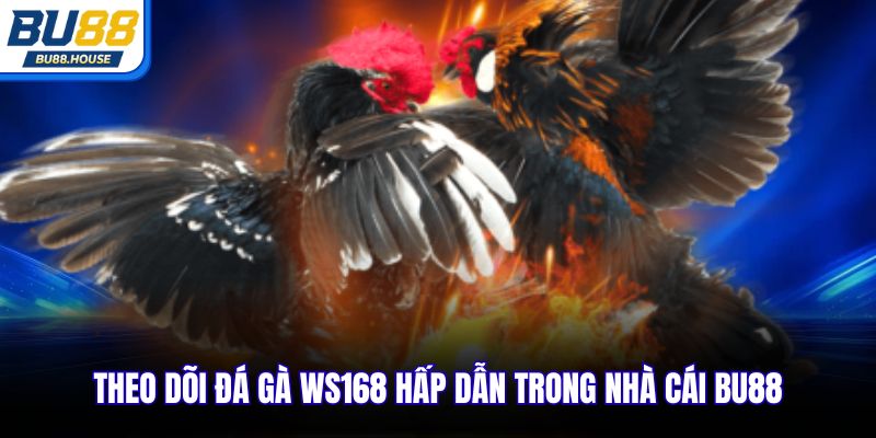 Đá gà ws168